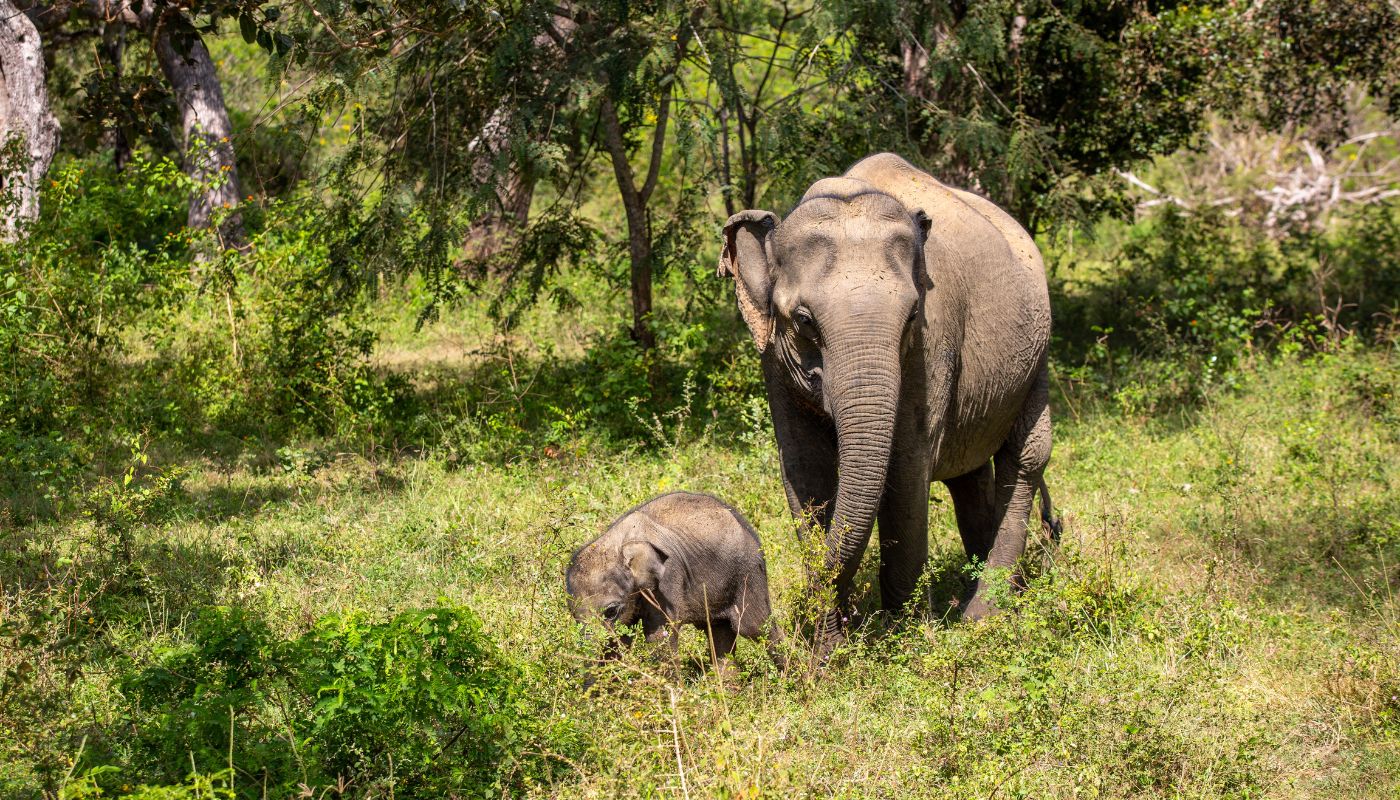 Sri Lanka